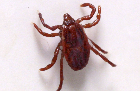 Врач Симбирцева назвала алгоритм действий на случай укуса клеща