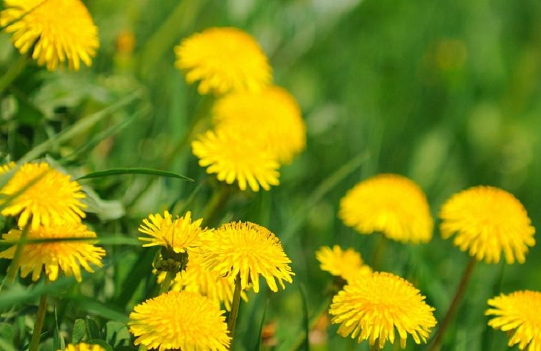 Фитотерапевт Корсун: Одуванчики избавят остеохондроза и вылечат печень