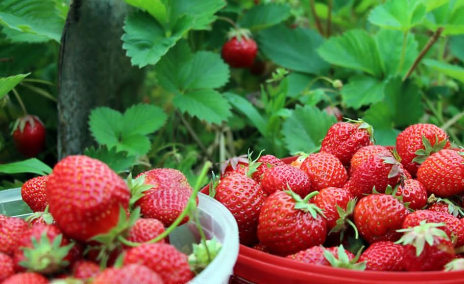 Роспотребнадзор: В ЯНАО торгуют потенциально опасной ягодой