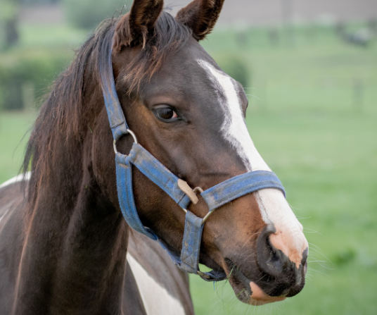 В Великобритании лошадь Королевской гвардии зажевала руку американской туристки В Великобритании лошадь Королевской гвардии зажевала руку американской туристки