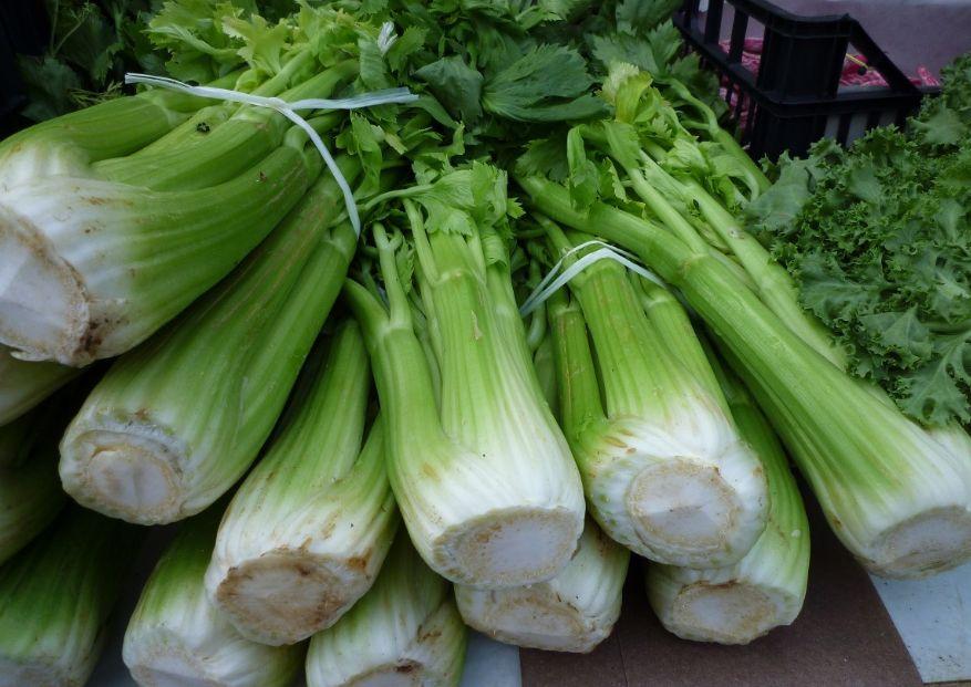 Врач Лазуренко пояснила, как сельдерей помогает бороться со стрессом и похудеть