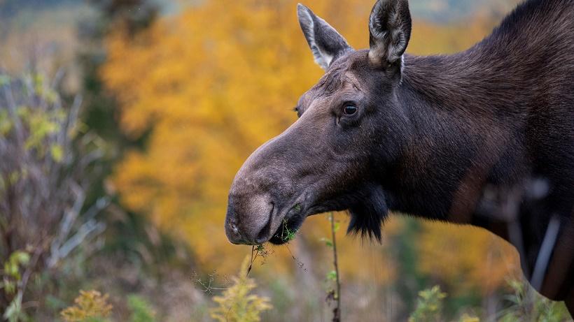 На Аляске лосиха насмерть затоптала фотографа, который пытался снять её лосят На Аляске лосиха насмерть затоптала фотографа, который пытался снять её лосят