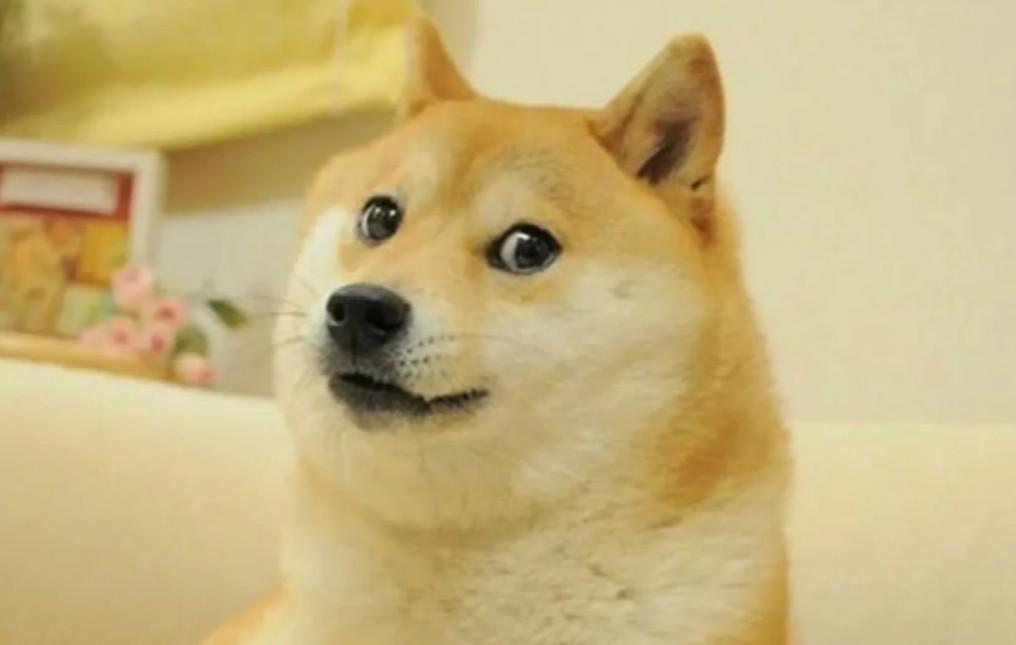 Умерла собака из популярного мема Doge