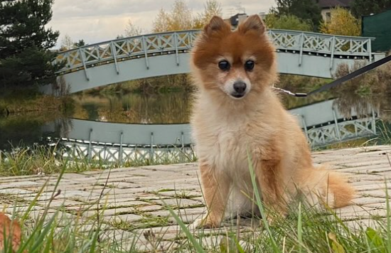 Жена Игоря Николаева сообщила о смерти любимой собаки Зои