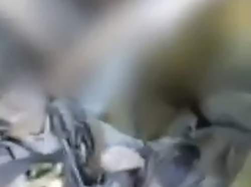 Горы трупов в подвалах: опубликовано жуткое видео с телами боевиков ВСУ в Крынках (ВИДЕО) Горы трупов в подвалах: опубликовано жуткое видео с телами боевиков ВСУ в Крынках (ВИДЕО)