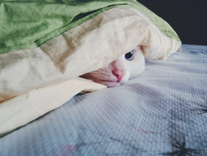 Врач Саламатина раскрыла опасность одеял и простынь с электрическим подогревом Врач Саламатина раскрыла опасность одеял и простынь с электрическим подогревом