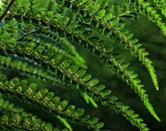 Иван Купала: Что можно и нельзя делать 7 июля Иван Купала: Что можно и нельзя делать 7 июля