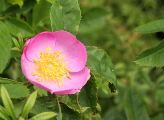 Шиповников день: Что можно и нельзя делать 6 июня