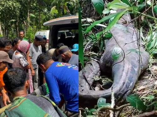 Мать четверых детей достали из брюха гигантского питона в Индонезии (ФОТО)
