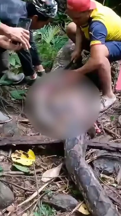 Мать четверых детей достали из брюха гигантского питона в Индонезии (ФОТО)