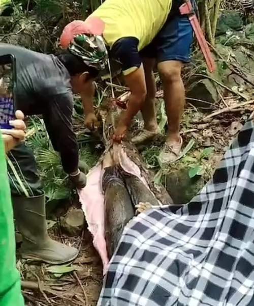 Мать четверых детей достали из брюха гигантского питона в Индонезии (ФОТО)