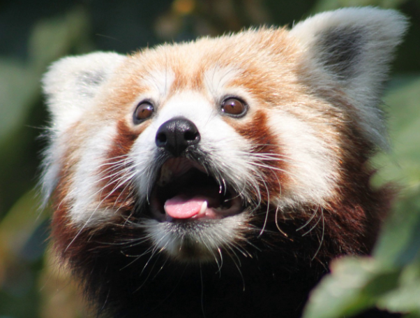 Нейрофизиолог Анохин заявил о наличии признаков сознания у ряда животных