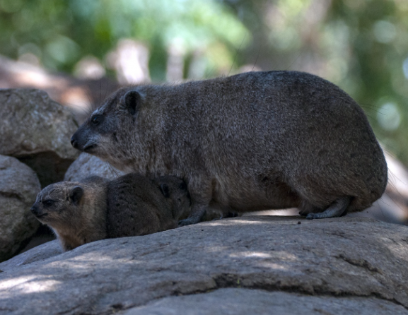 Journal of Mammalogy: В Австралии вомбаты могли спасать животных при пожарах Journal of Mammalogy: В Австралии вомбаты могли спасать животных при пожарах