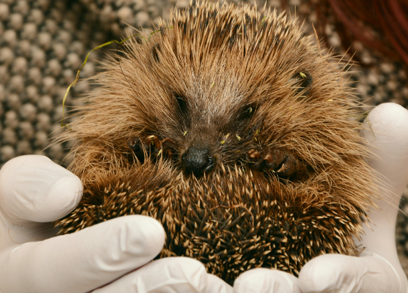 В Россельхознадзоре объяснили, почему нельзя трогать ежей голыми руками