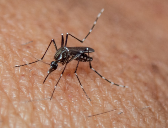 В Роспотребнадзоре рассказали, как защититься от лихорадки денге В Роспотребнадзоре рассказали, как защититься от лихорадки денге