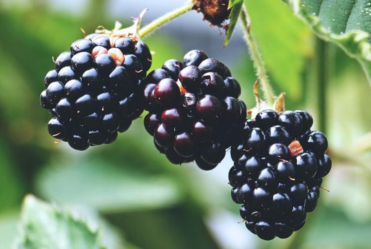 Innov: Диетологи назвали ежевику важной частью рациона для омоложения