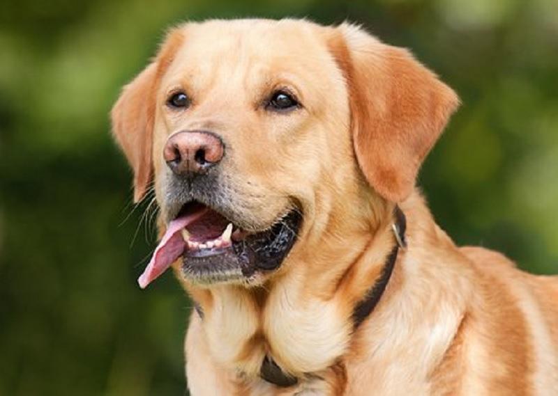 Норман Ридус скорбит о потере верного спутника по "Ходячим мертвецам"