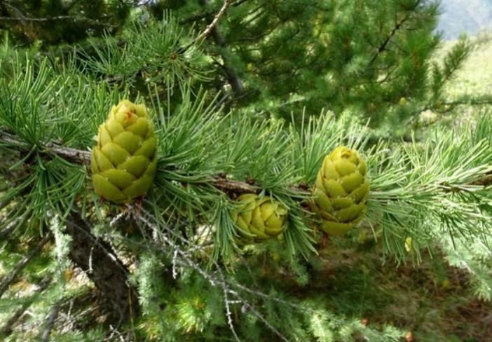 Глава компании «Инитиум-Фарм» Маганова утверждает, что пихта продлевает жизнь