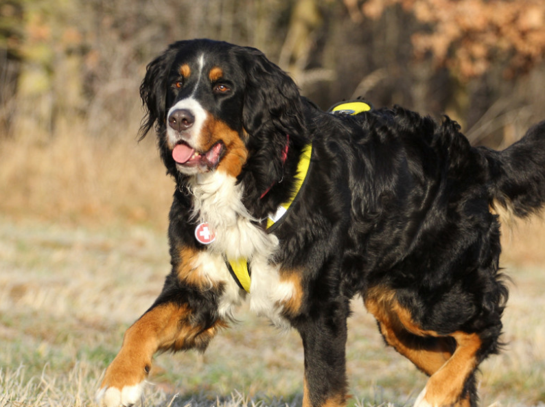 Генпрокуратура РФ считает негуманными законы об усыплении бездомных животных