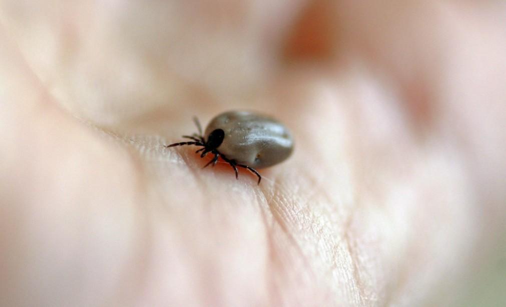 Роспотребнадзор назвал регионы, где клещи кусают чаще