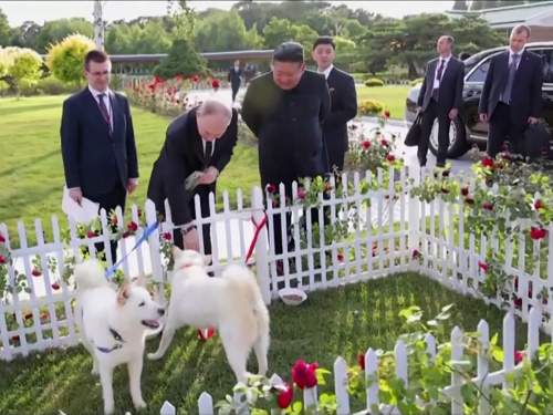 Эксперт рассказал о редкой породе собак, подаренных Путину в КНДР (ВИДЕО)