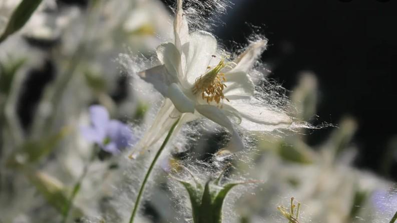 Доктор Нагаслаева объяснила, как защититься от тополиного пуха Доктор Нагаслаева объяснила, как защититься от тополиного пуха