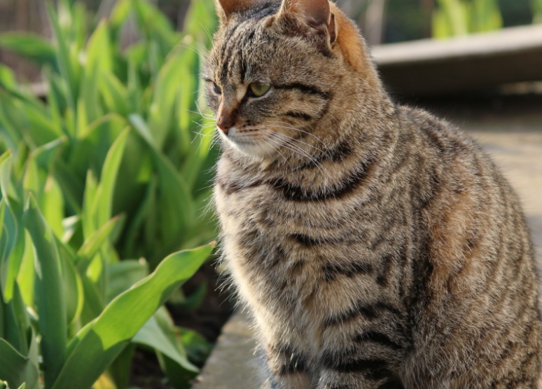 РИАН: Эксперты считают, что субкультура фурри несет опасность для подростков