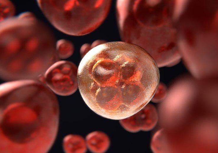 В Ferra раскрыли продукты, избавляющие от жира в сосудах