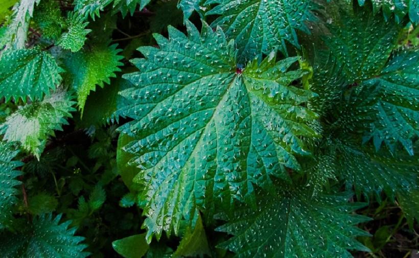 В горах США женщина притронулась к крапиве и слегла с параличом В горах США женщина притронулась к крапиве и слегла с параличом