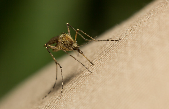 Аллерголог Паршина предупредила о риске судорог из-за укуса комара