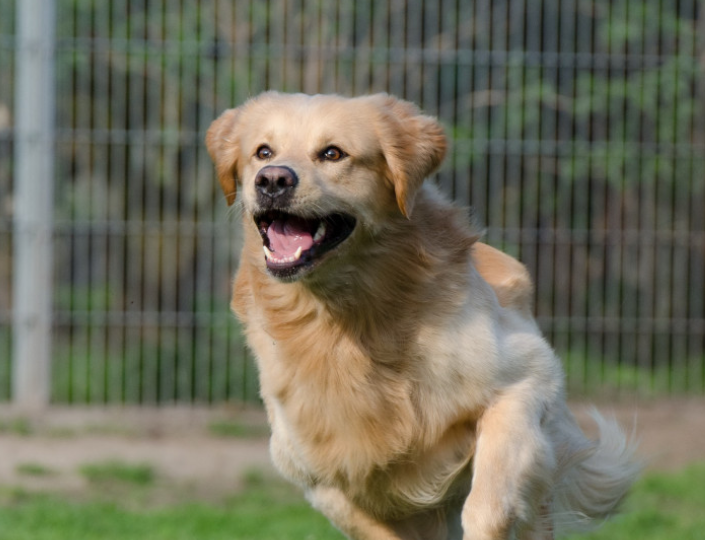 В Улан-Удэ мужчина заразился токсокарозом от собственной собаки