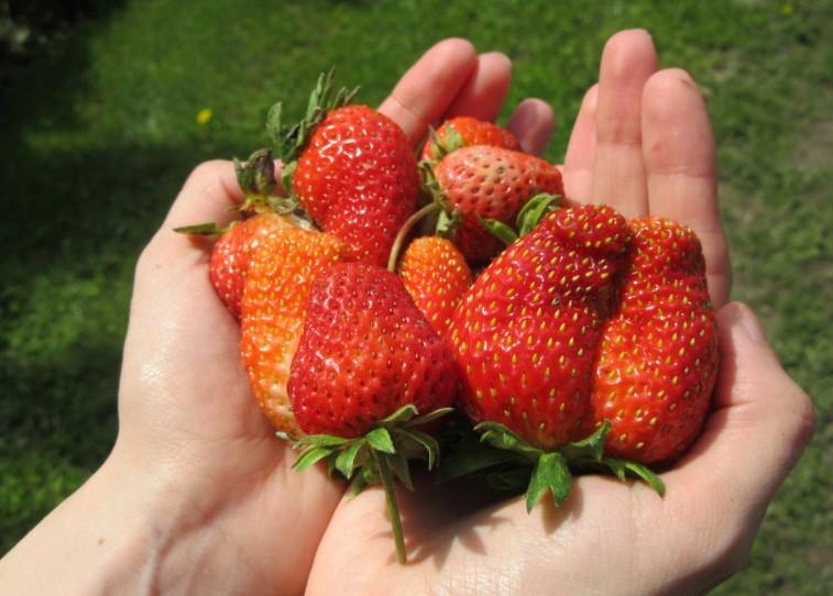 Елена Малышева назвала три уникальные ягоды, продлевающие жизнь Елена Малышева назвала три уникальные ягоды, продлевающие жизнь