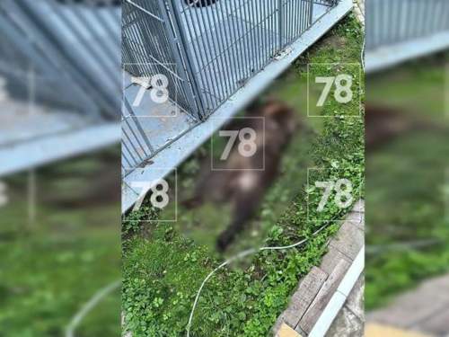 В Петербурге медведь растерзал известную дрессировщицу (ВИДЕО) В Петербурге медведь растерзал известную дрессировщицу (ВИДЕО)