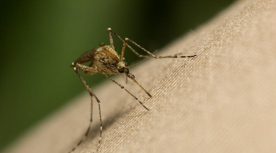 Дерматолог Самбурская заявила, что аллергия на укусы комаров связана со стрессом