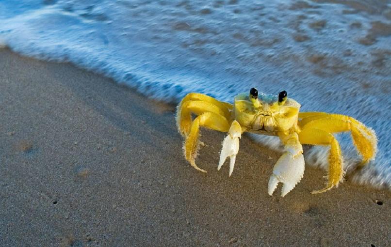 Океанолог Сапожников объяснил, почему опасно есть крабов и мидий из Чёрного моря