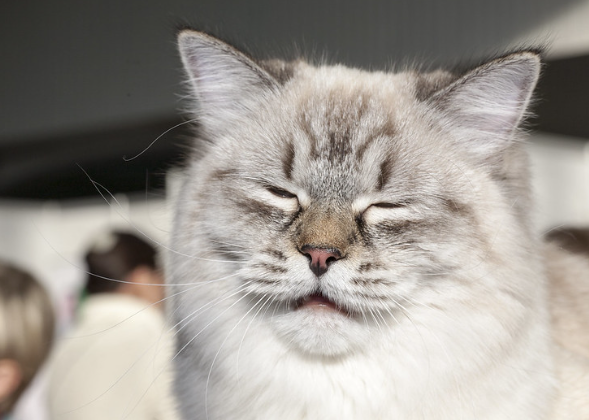 Российские ученые из НТИ разработали ошейник для мониторинга здоровья кошек