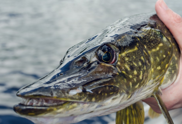 В Нью-Йорке мужчина поймал древнюю щуку и установил новый рекорд