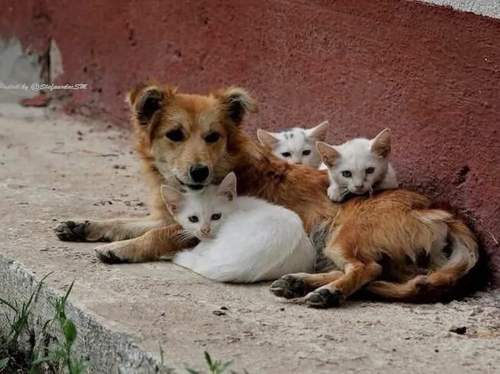 Конституционный суд признал умерщвление бездомных животных исключительной мерой Конституционный суд признал умерщвление бездомных животных исключительной мерой