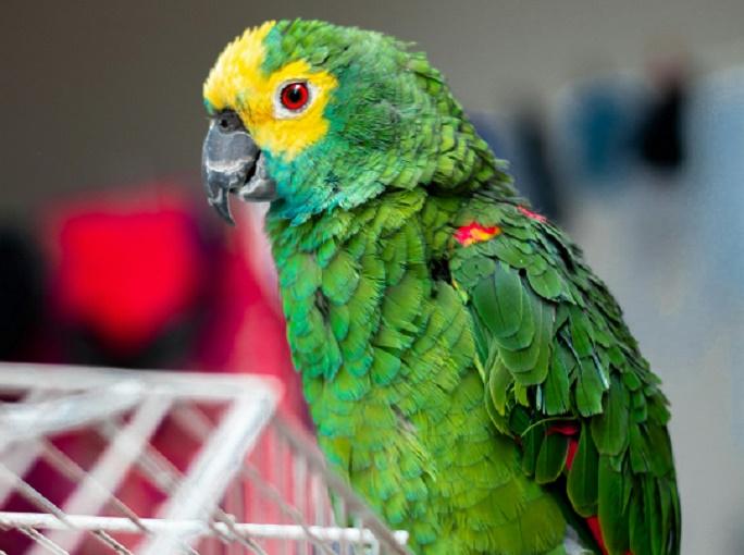 В США 400 человек захотели приютить попугая-матерщинника по кличке Перец
