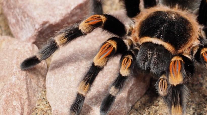 Терапевт Агаева: укус паука каракурта вызывает одышку и рвоту