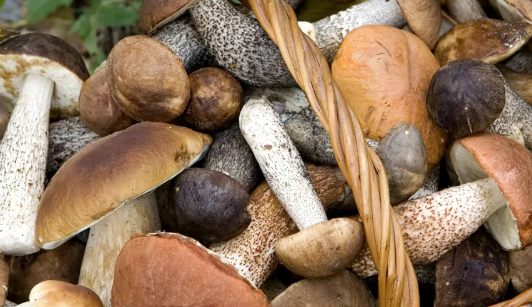 Американские ученые назвали лучшие источники витамина D для здоровья организма