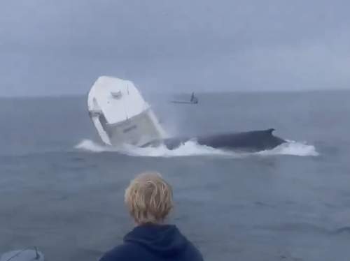 Видео с обрушившимся на лодку китом стало вирусным (ВИДЕО)