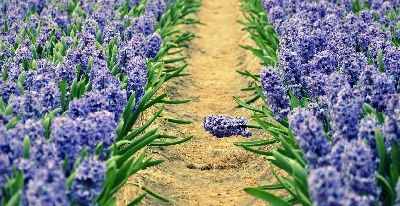 Врач Бобровский объяснил, из-за чего запретили выращивать мяту и шалфей Врач Бобровский объяснил, из-за чего запретили выращивать мяту и шалфей