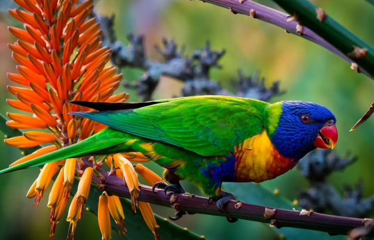 NEE: Общий предок всех земных птиц мог быть разноцветным