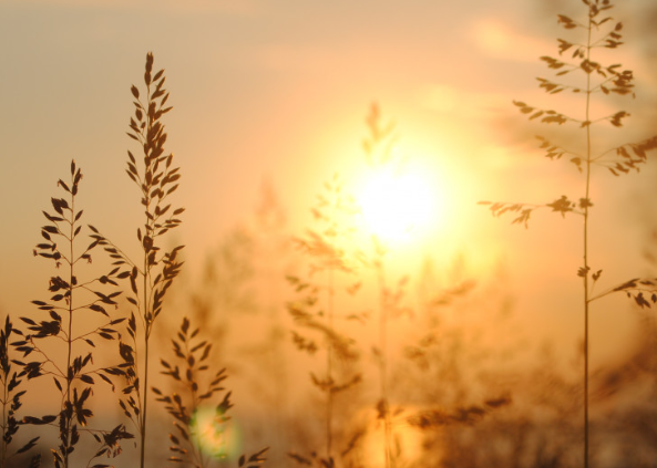 День Марины и Лазаря: Что можно и нельзя делать 30 июля День Марины и Лазаря: Что можно и нельзя делать 30 июля