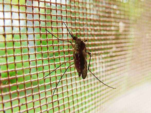 Британская туристка осталась без ногтей после укусов комаров в Доминикане