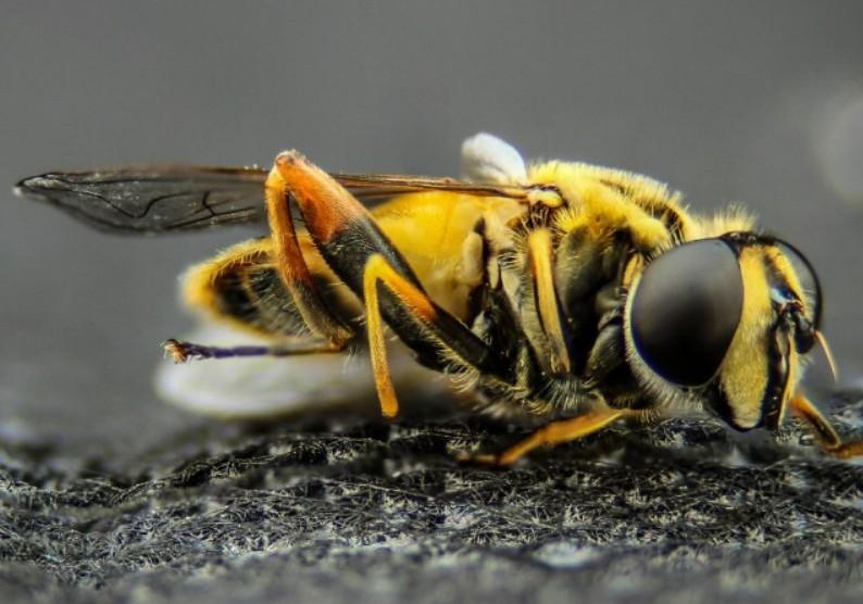 Corriere della Sera: В Италии увидевший ос турист из Украины умер от страха