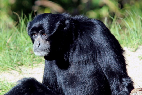 Scientific Reports: Ученые обнаружили способность говорить у шимпанзе