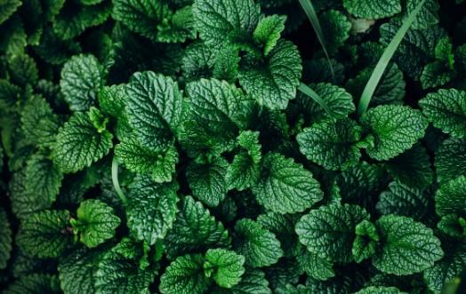 Специалист по травам Юровский рассказал о пользе мяты