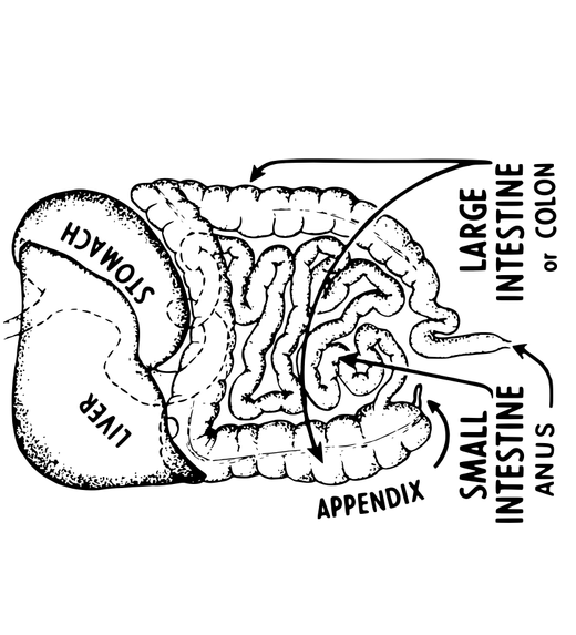Названы три лучших продукта для здоровья кишечника